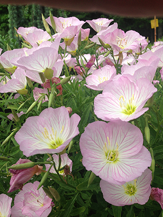 Evening Primrose Siskiyou Pink