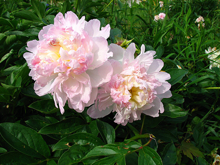 Raspberry Sundae Peony