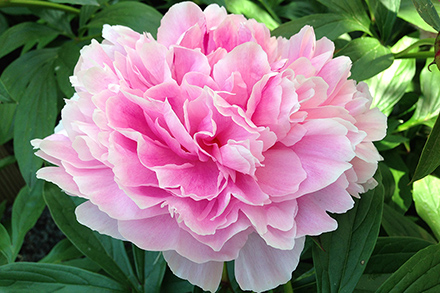 Sarah Berndhardt Peony