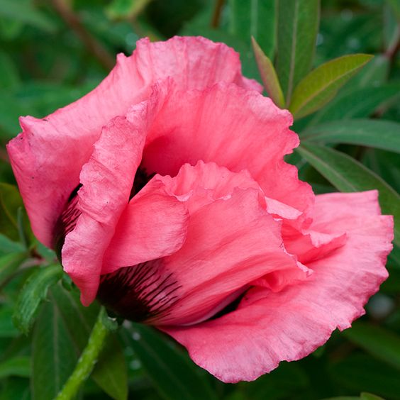 Poppy Raspberry Queen