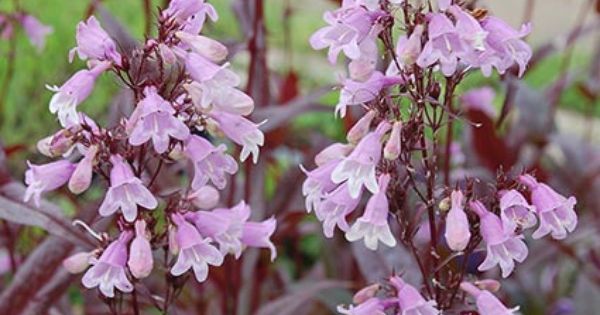 Penstemon Pocahontas