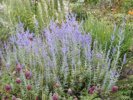 Little Spirea Russian Sage