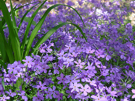 Fran's Purple Creeping Phlox