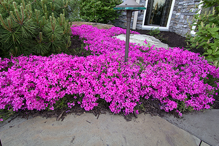 Phlox Home Fires