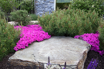 Home Fires Creeping Phlox