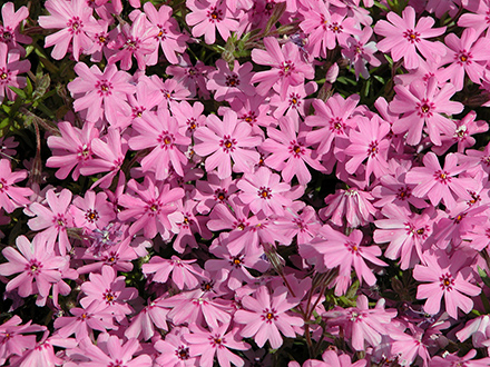 Fort Hill Phlox