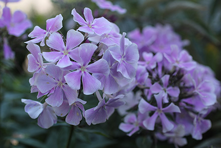 Phlox Frans Schubert