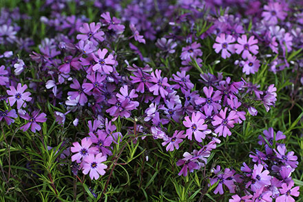 Phlox Purple Beauty