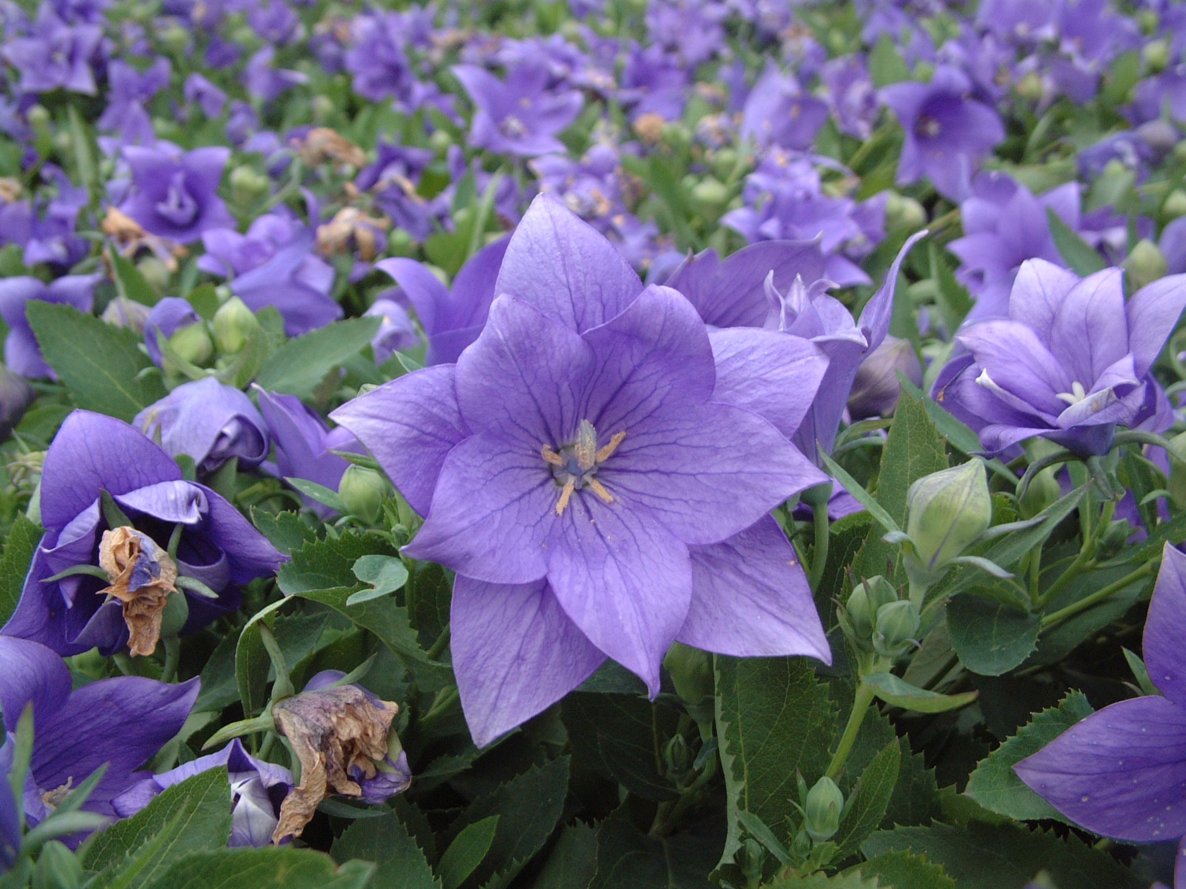 Platycodon Astra Semi-Double Blue