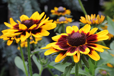 Autumn Colors Rudbeckia