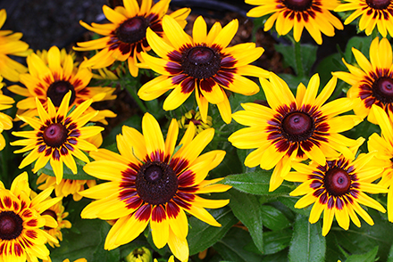 Denver Daisy Rudbeckia