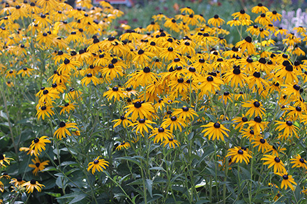 Rudbeckia Goldstrum