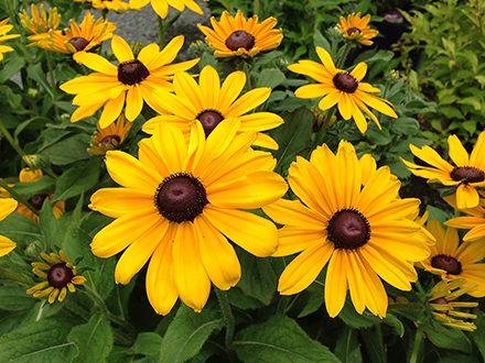 Denver Daisy Rudbeckia