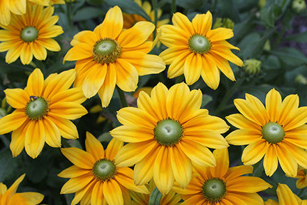 Rudbeckia Prairie Sun