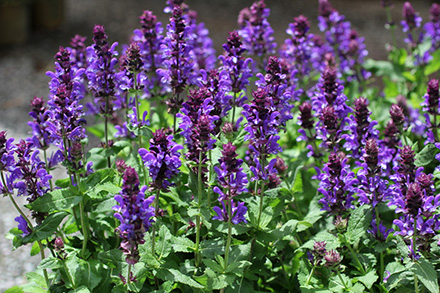 Blue Marvel Salvia