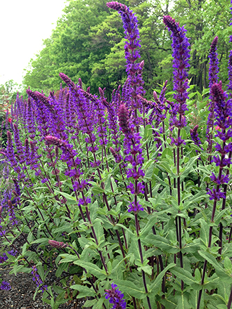 Caradonna Salvia