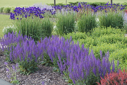 Salvia May Night in Landscape