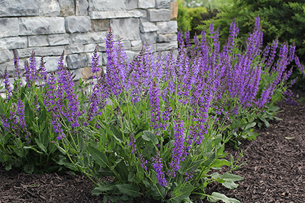 May Night Salvia