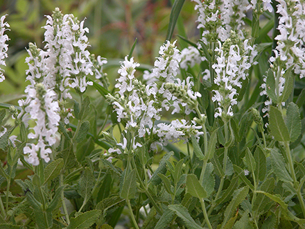 Snow Hill Salvia