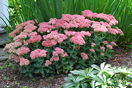 Autumn Joy Sedum