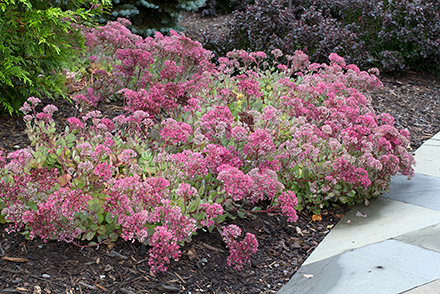 Vera Jameson Sedum