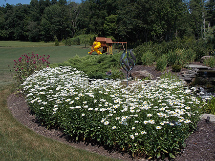 Shasta Daisy in Landscape