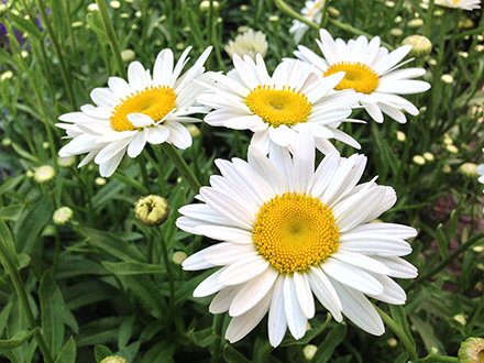 Becky Shasta Daisy