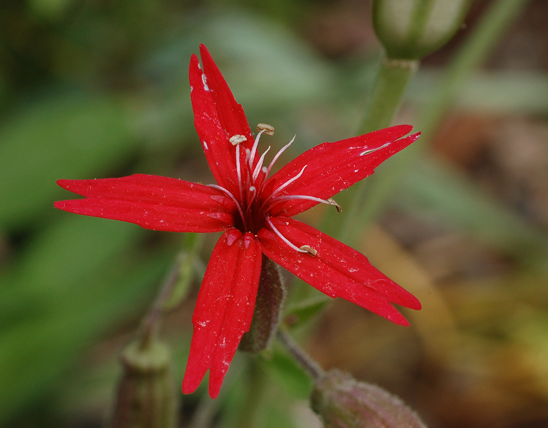 Silene Fire Pink