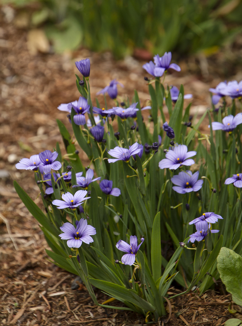 Sisyrinchium Lucerne