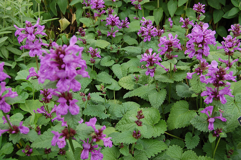 Stachys macrantha