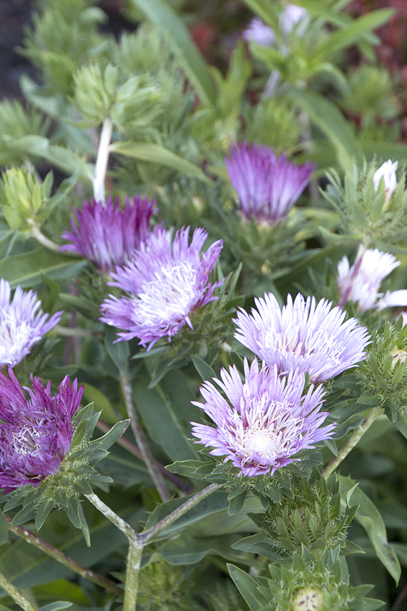 Stokesia Color Wheel