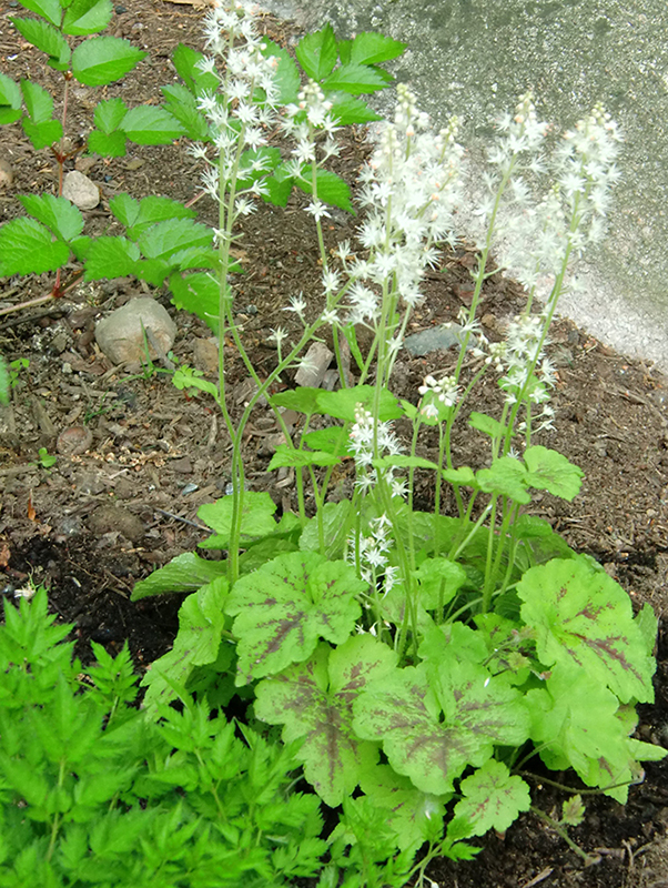 Tiarella Running Tapestry