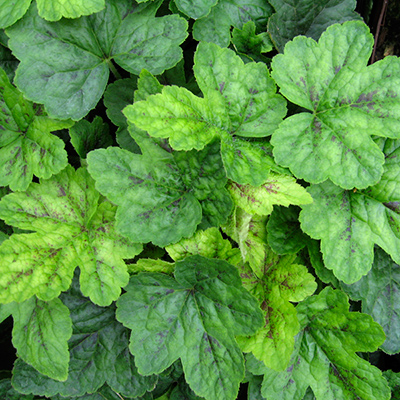 Tiarella Running Tiger