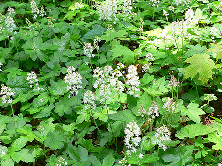 Tiarella cordifolia