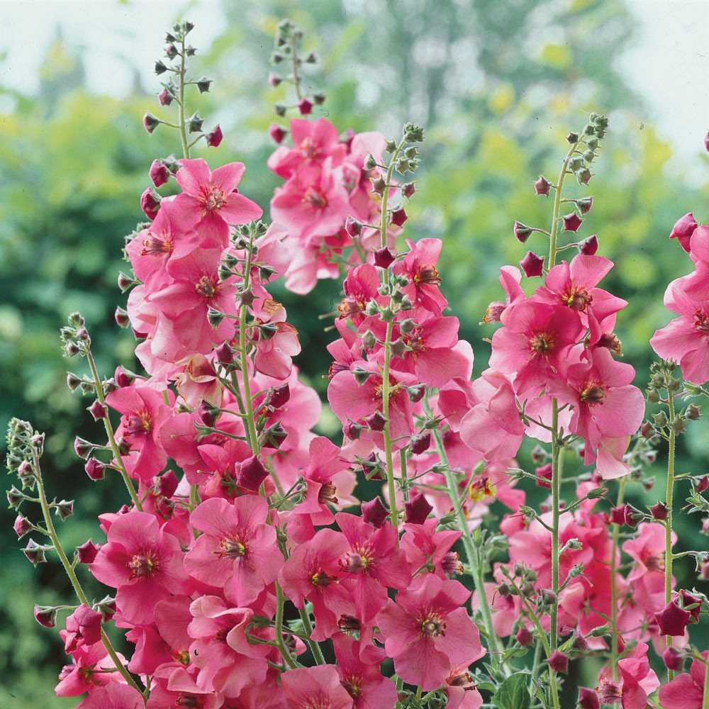 Verbascum Rosetta