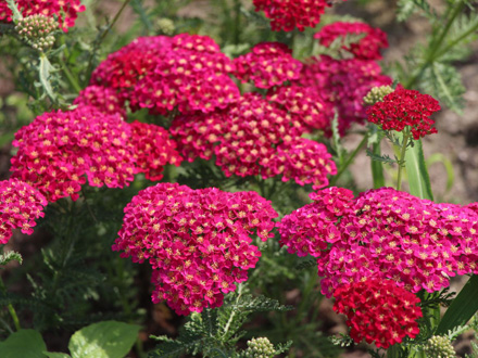 Achillea Pomegranate