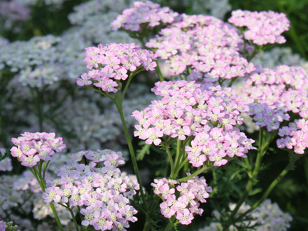 Wonderful Wampee Achillea