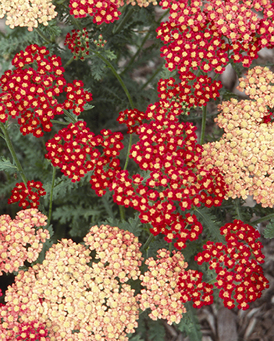 Achillea Strawberry Seduction