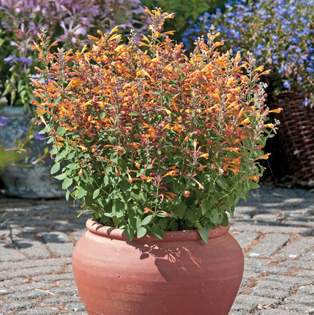 Agastache Arizona Sandstone