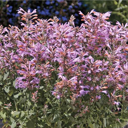 Agastache Arizona Sunset