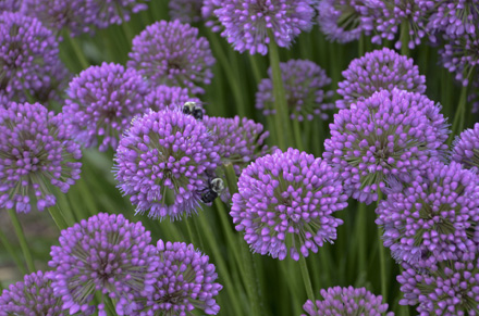 Allium Medusa