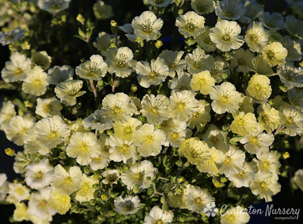 Arenaria Lemon Ice