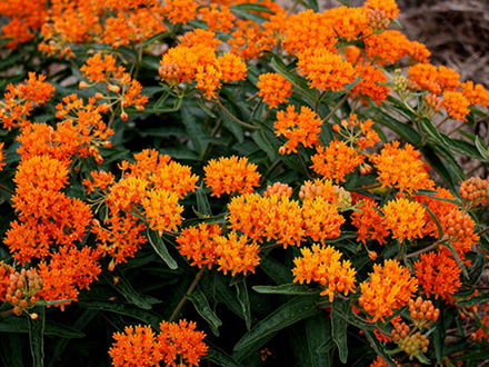 Asclepias Gay Butterflies