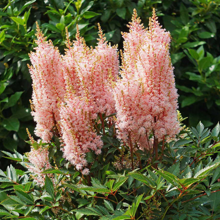 Astilbe Look at Me