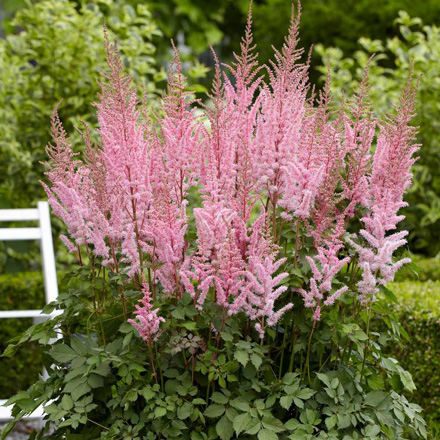 Astilbe Mighty Joe