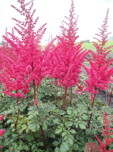 Astilbe Mighty Red Quinn