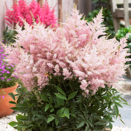 Astilbe Younique Silvery Pink