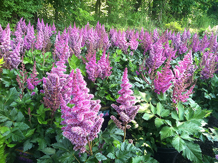 Astilbe Visions