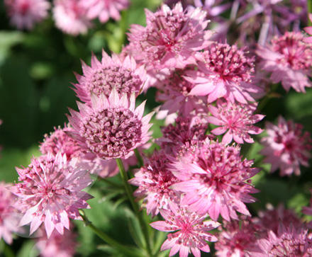 Astrantia Roma