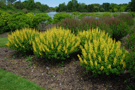 Baptisia Solar Flare Prairieblues